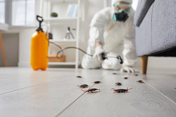 Commercial Kitchen Cockroach Control in Mechanicsville